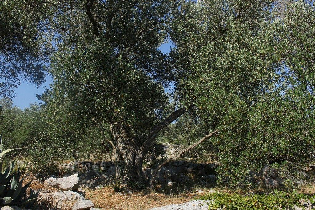 Secluded Fisherman'S Cottage Cove Magrovica - Telascica, Dugi Otok - 8142 Sali Dış mekan fotoğraf